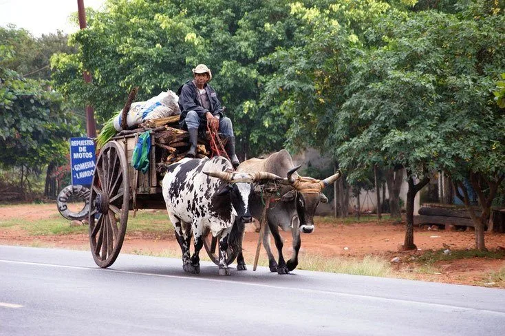 Traditional ox cart